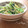 矢切のねぎちゃん's cooksnap of when they made 豆苗とえのきで一品.