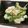 hirahirann's cooksnap of when they made ゴーヤのおかかマヨ和え.