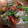 cookwmom's cooksnap of when they made しっとり蒸し鶏とゴーヤのエスニックサラダ.