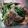 naooon's cooksnap of when they made 水菜とベーコンのさっぱり生姜炒め.