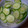 conn's cooksnap of when they made はるさめときゅうりの酢の物.