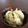 konijntjes's cooksnap of when they made 失敗しないザワークラウトの漬け方.
