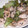 へぽママ's cooksnap of when they made ささ身とブロッコリーのさっと炒め.