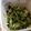 curry_seijin's cooksnap of when they made 簡単！さっぱりモロヘイヤ.