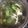 まゆへぃ's cooksnap of when they made おくら＆まいたけ＆青さの味噌汁.