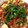 emifumi's cooksnap of when they made たことトマトのマリネ.