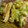 てーぶるすぷーん's cooksnap of when they made ゴーヤとちくわの天ぷら.