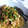 ★ぁぢゅ★'s cooksnap of when they made 長芋と鶏肉の和風パスタ.