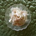 UMAe's cooksnap of when they made 大根と鳥ハムの簡単からしマヨネーズサラダ.