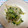 1988．ゆり's cooksnap of when they made 簡単☆胡瓜ともやしのめんつゆ胡麻和え.