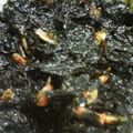 コウセイママ's cooksnap of when they made 電子レンジで作るのりの佃煮.