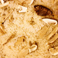 きゅぴまん's cooksnap of when they made ルクルーゼで炊く　秋の松茸ご飯♪.