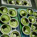 トコタン's cooksnap of when they made 簡単おいしい☆抹茶ババロア.