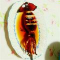 eternity7's cooksnap of when they made 目指せ屋台味♪いか焼きのタレ.