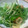 ことっちゃん's cooksnap of when they made 簡単★ちくわと水菜のからし醤油.
