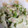 seka854's cooksnap of when they made ゴーヤのツナマヨ和え.