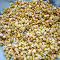 ettsuin's cooksnap of when they made そばの実の発芽方法　.
