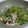 Hoink's cooksnap of when they made しらすだい！大根おろしとしらすの和え物.