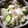 palomita's cooksnap of when they made 梨とキュウリのさっぱりサラダ.