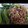 xxmiaxx's cooksnap of when they made ししとうとじゃこの炒め煮.