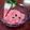 くまのすke's cooksnap of when they made 爽やか！すいかのシャーベット.