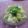 みろり6221's cooksnap of when they made かぶ♥♡ベーコンマヨサラダ.