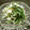 レモンジャ's cooksnap of when they made おかひじきと糸寒天の和え物.