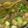sunseeママ's cooksnap of when they made 鶏、新じゃが、ブロッコリーの旨塩煮.