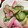 カンちん's cooksnap of when they made 胡瓜とかにかまぼこの酢の物.