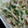 ｻﾁｺ1007's cooksnap of when they made ささみの簡単サラダ☆.