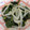 joy09's cooksnap of when they made ・・・モロヘイヤともやしの和え物・・・.