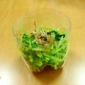 やっぺ841's cooksnap of when they made レンジで簡単★豆苗のサラダ.