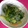 神風＊'s cooksnap of when they made 簡単! 青ネギのゴマ酢味噌和え.