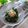 まろんかふぇ's cooksnap of when they made モロヘイヤのたらこあえ.