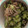 DACO's cooksnap of when they made ☆きゅうりとちりめんの酢の物☆.