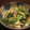 y_january's cooksnap of when they made 鶏と三つ葉のわさびマヨ和え.