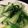 ShinobiK's cooksnap of when they made チンゲン菜のｻｯと炒め.