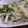 ピンクのたまご's cooksnap of when they made 簡単！おいしい！もやしチーズ.