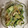 fmfm0807's cooksnap of when they made ゴーヤの簡単和風サラダ.