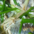 アトムガール's cooksnap of when they made もっとお魚を食べよう★簡単 鯵のネギ焼き.