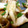 eipontan's cooksnap of when they made ぶりときのこの柚子胡椒炒め.