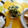 アトゴン's cooksnap of when they made きゅうりとしらすの酢の物.