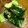おたんこぷー's cooksnap of when they made きゅうりのしょうが漬物.