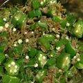 papetto's cooksnap of when they made おくらとおかかちりめん山椒.