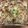 Soirate28's cooksnap of when they made 大絶賛☆保育園の豆腐の肉みそグラタン.