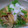 つぼみん's cooksnap of when they made イシモチの揚げだし.