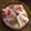 おたんこぷー's cooksnap of when they made 無花果でヨーグルトソース②.