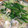 ガッツキ虫's cooksnap of when they made 白だしで簡単♪白だし屋さんのもつ鍋★.