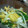 そめはる's cooksnap of when they made さつま芋とかぼちゃのおかずサラダ♪.