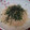churara_nt's cooksnap of when they made 簡単パパッと！しらたきのたらこ和え.